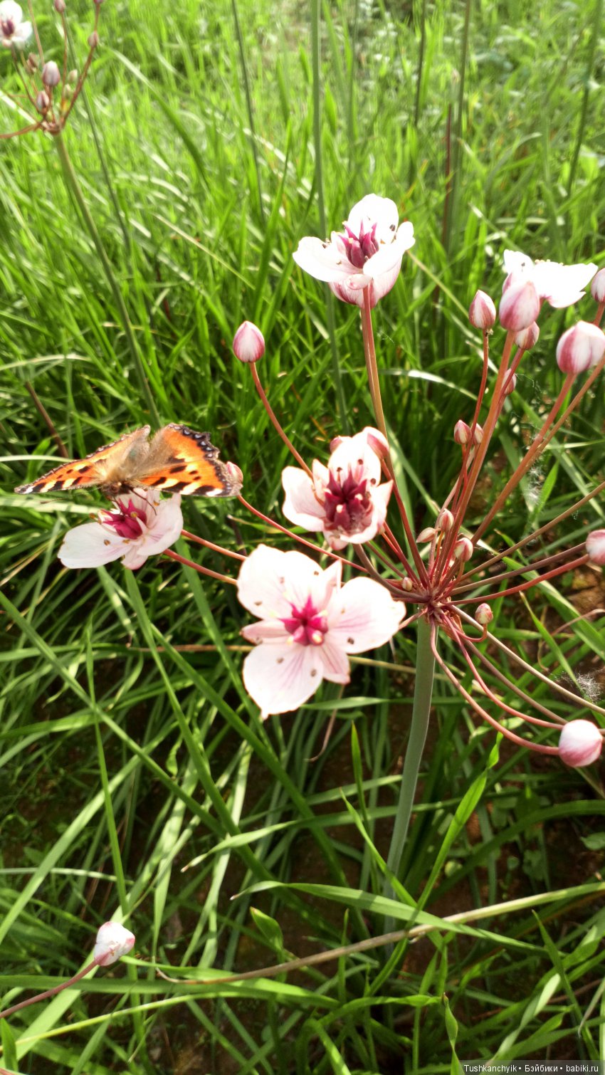 Каролинка и Марик. Дождь 2. или, наконец-то, немножко погуляли (фото 7)