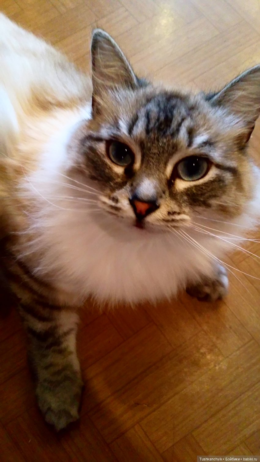 Куколка Pullip (пуллип). Девушка с жемчужной сережкой наконец-то выбрала себе имя (фото 10)