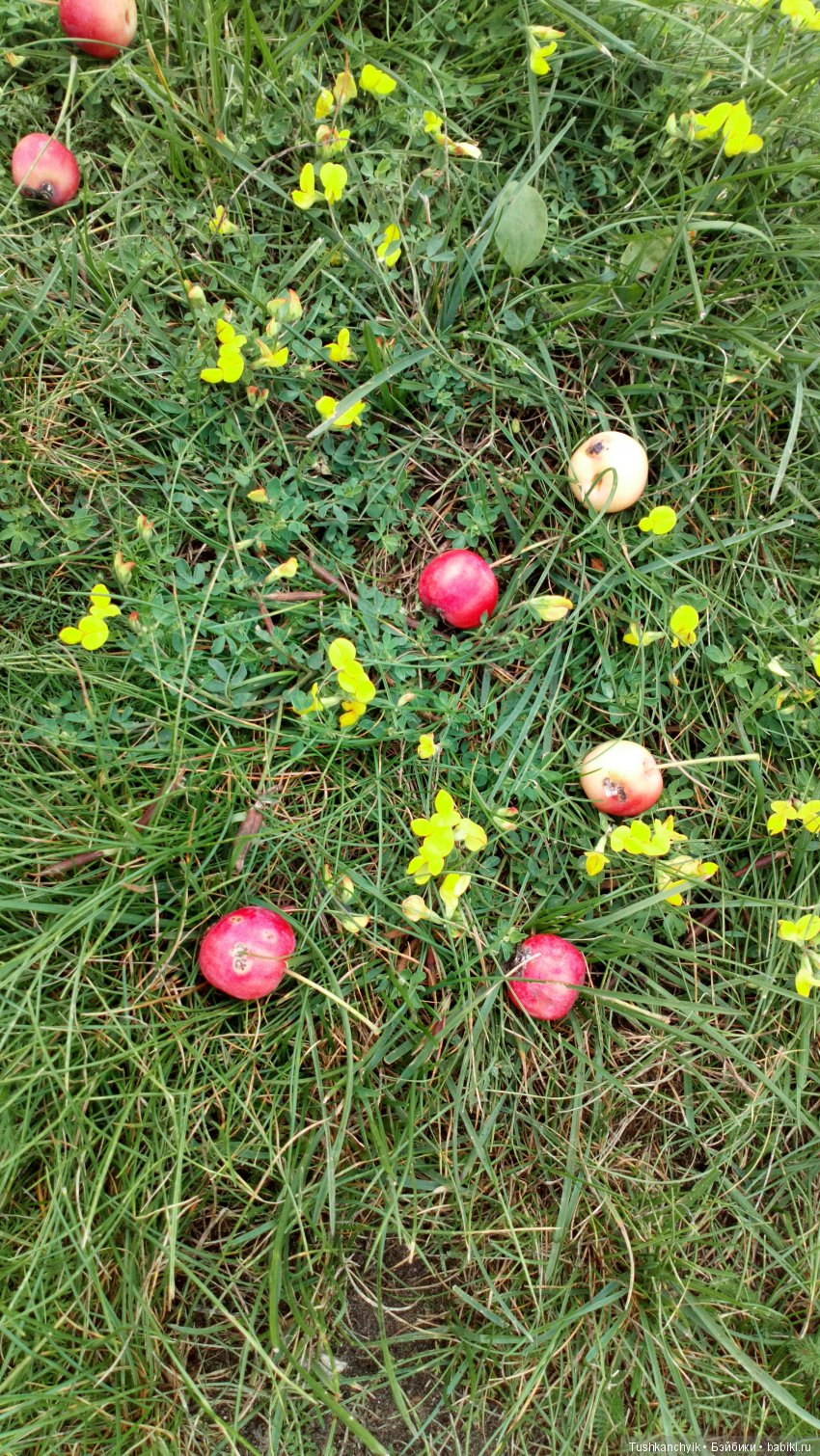 Каролинка и Марик. Урожай. Яблоки (фото 9)