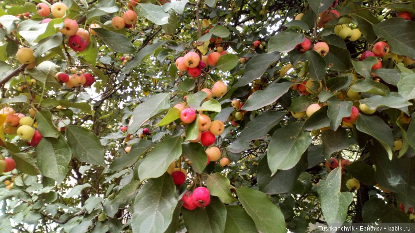 Каролинка и Марик. Урожай. Яблоки (фото 10)