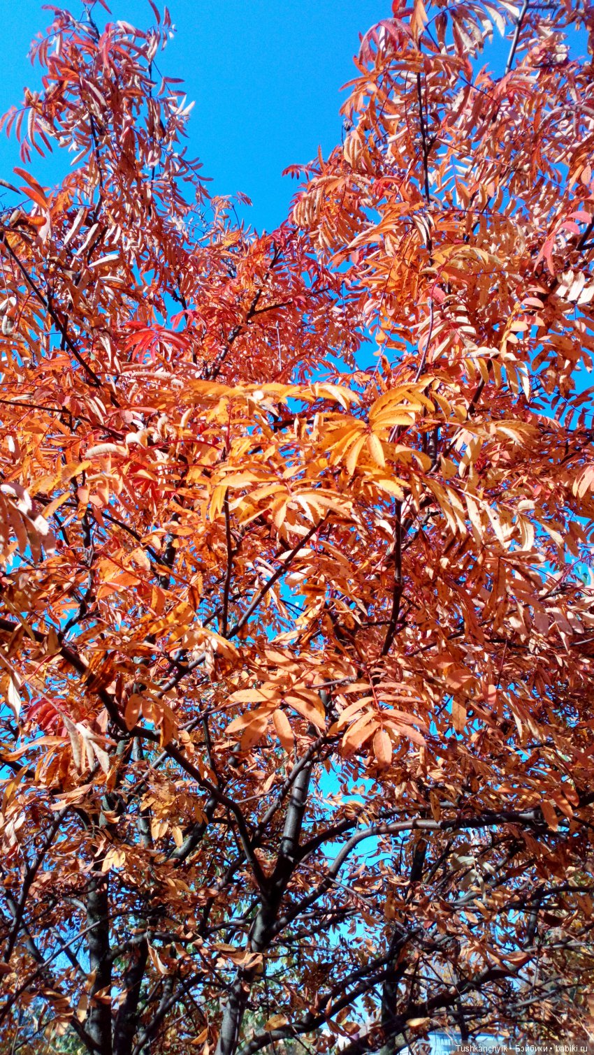 Осень с Ланочкой-миниамериканочкой