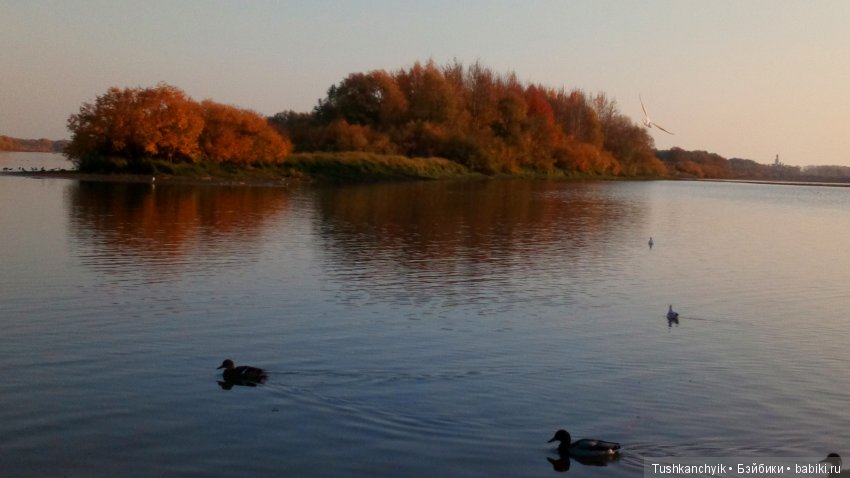 Осень с Ланочкой-миниамериканочкой