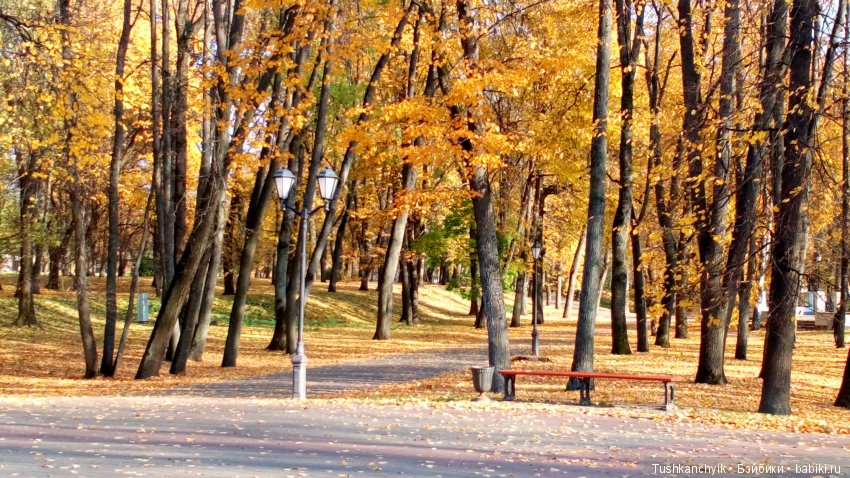 Осень с Ланочкой-миниамериканочкой