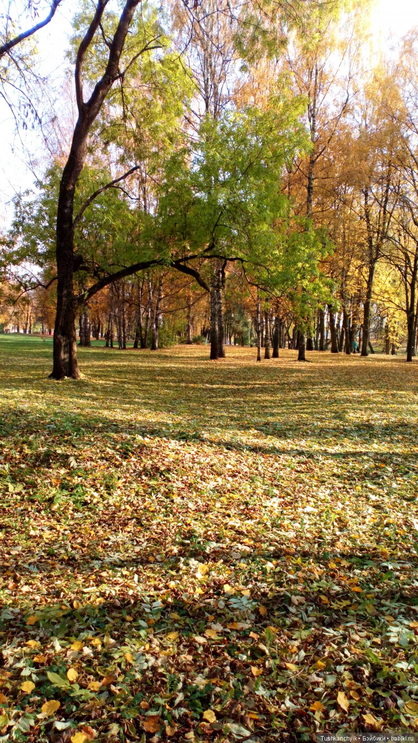 Осень с Ланочкой-миниамериканочкой (фото 7)