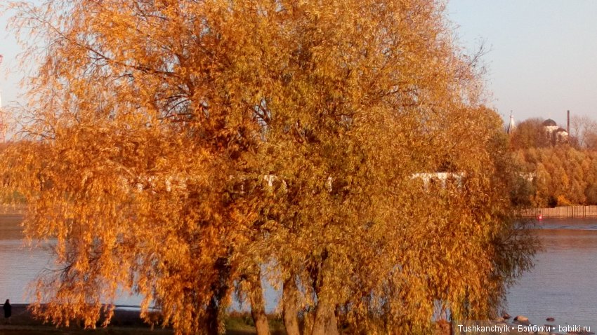 Осень с Ланочкой-миниамериканочкой