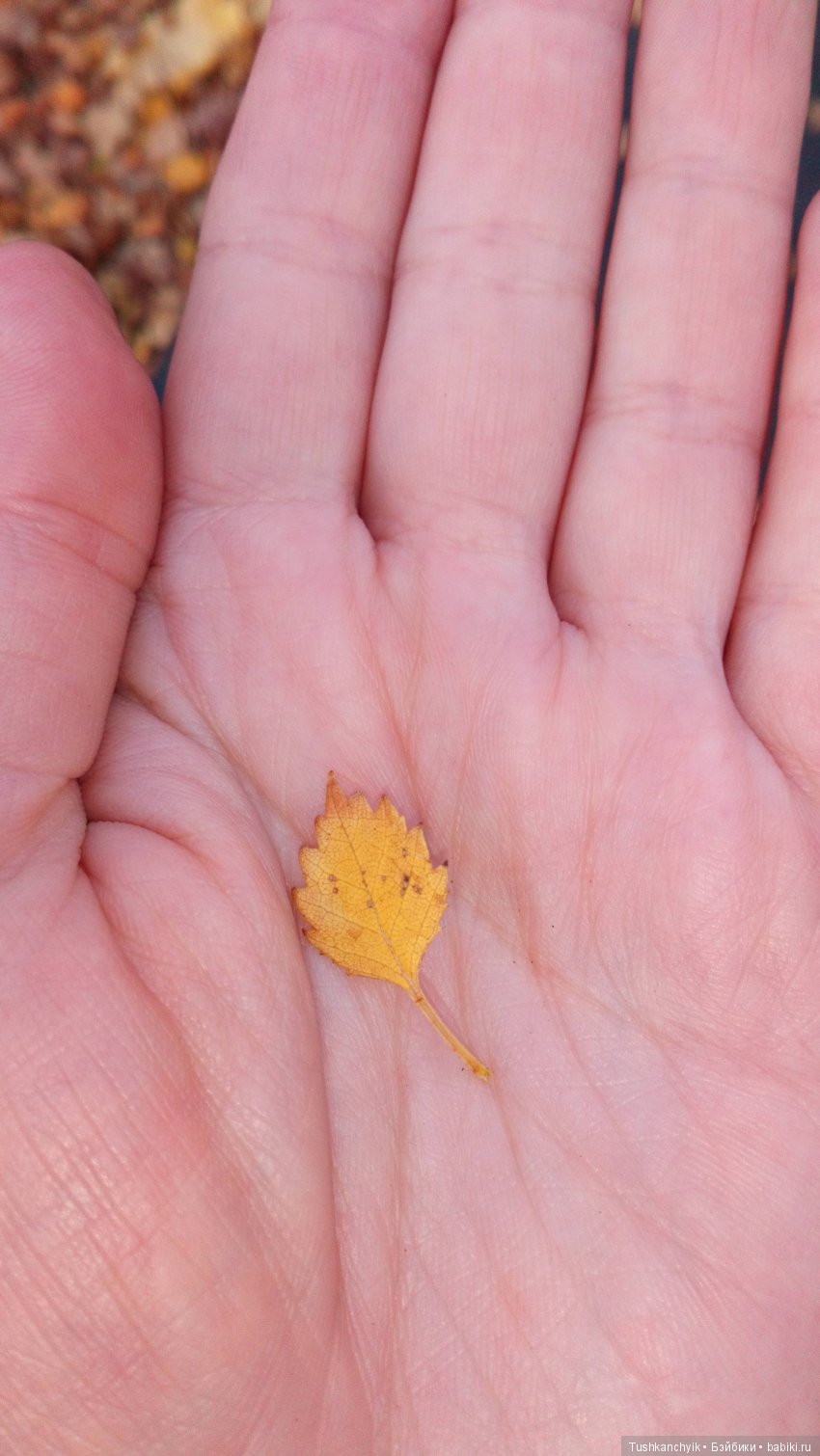 Осень с Ланочкой-миниамериканочкой