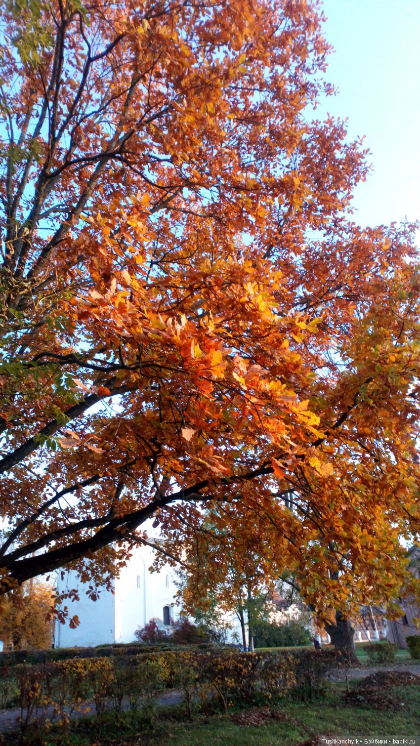 Осень с Ланочкой-миниамериканочкой