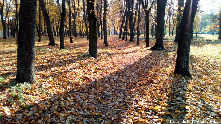 Осень с Ланочкой-миниамериканочкой