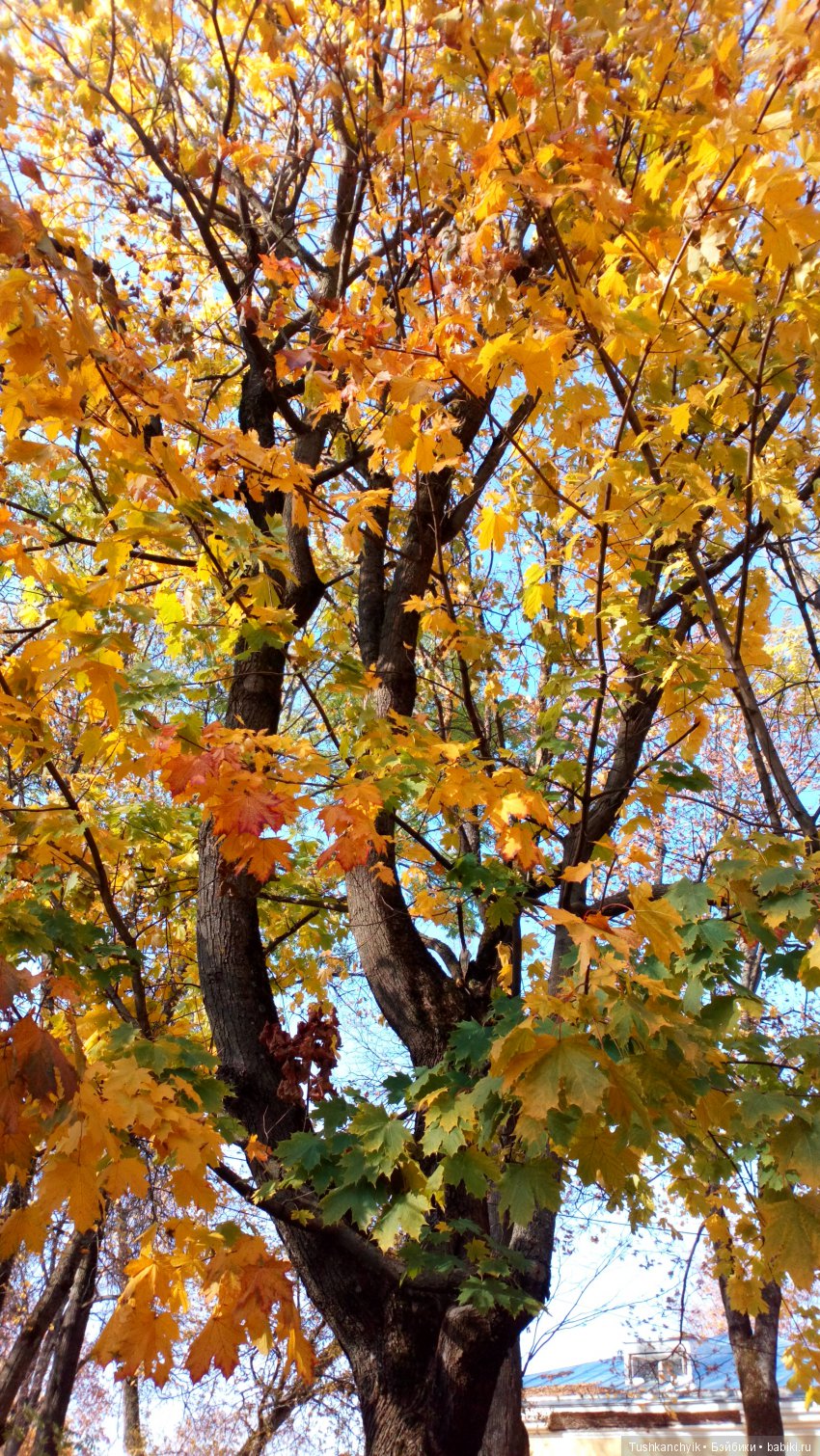Осень с Ланочкой-миниамериканочкой
