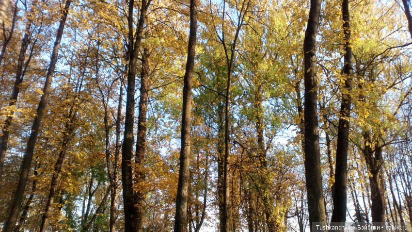 Осень с Ланочкой-миниамериканочкой