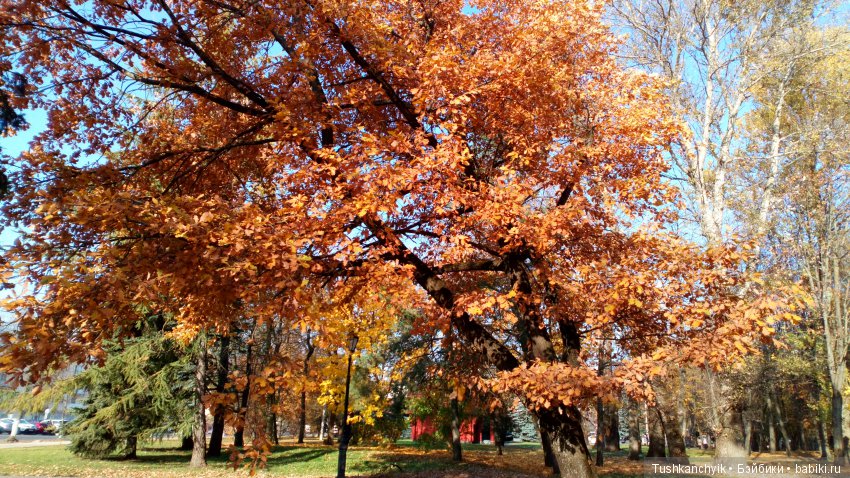 Осень с Ланочкой-миниамериканочкой