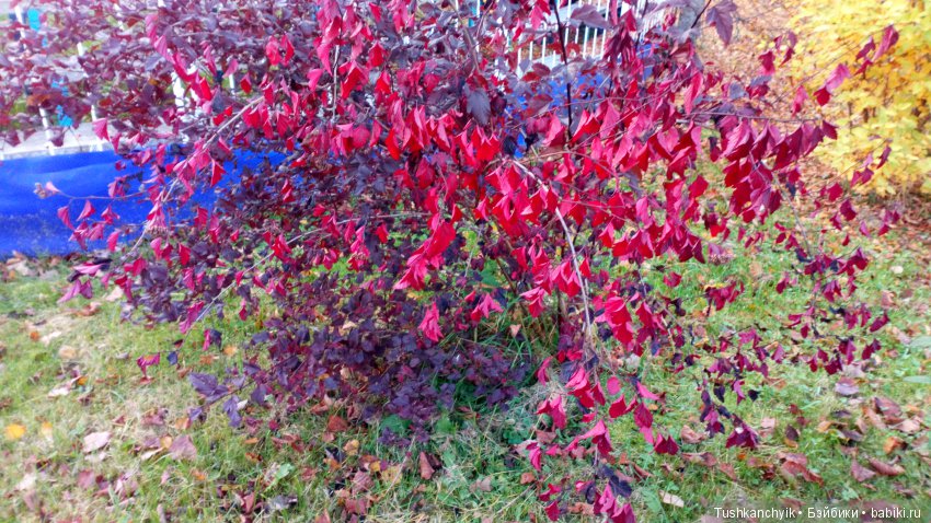 Джойка Kruselings. Осень с феечкой