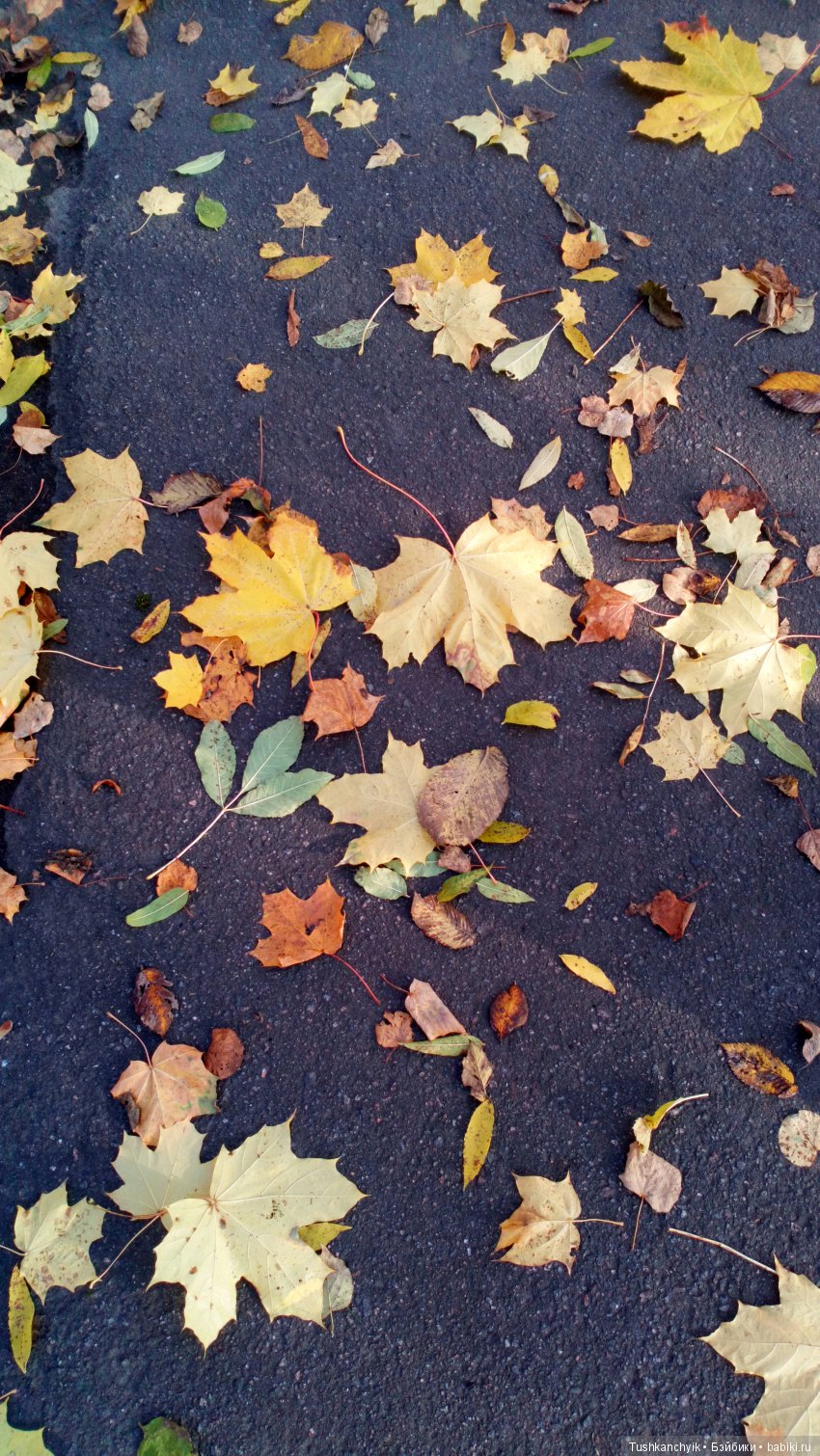 Элиза (Куколка Pullip (пуллип). Краски осени