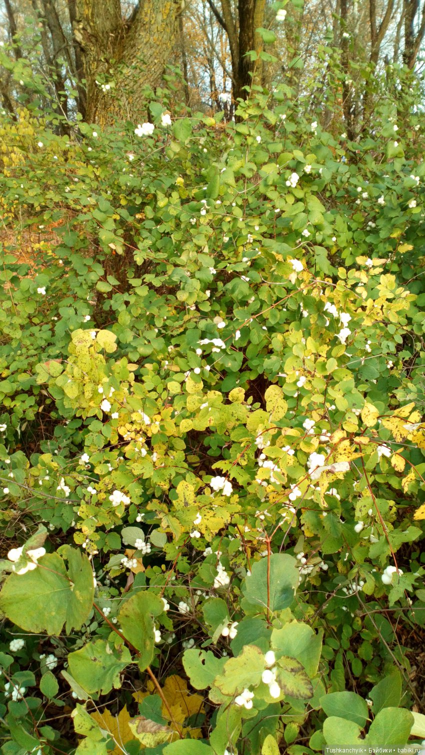 Элиза (Куколка Pullip (пуллип). Краски осени