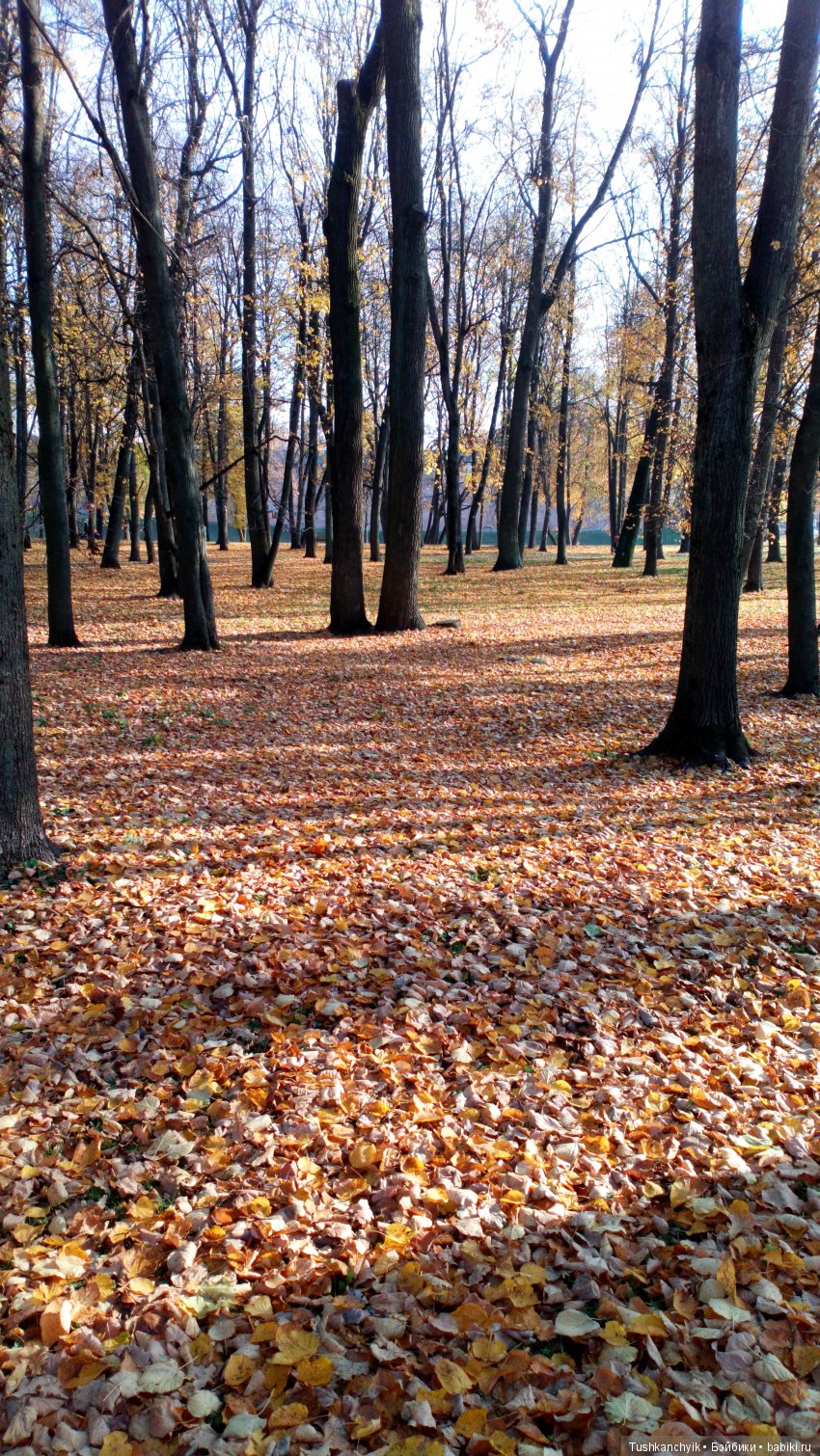 Элиза (Куколка Pullip (пуллип). Краски осени