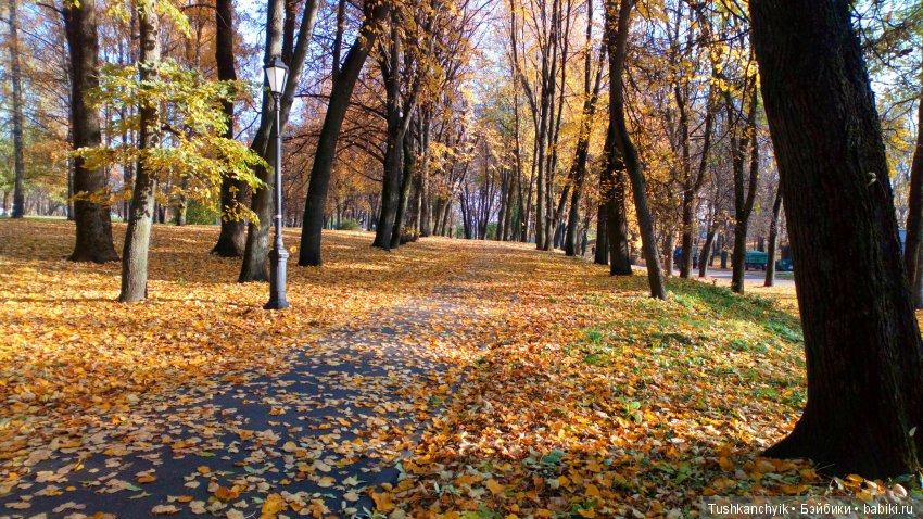 Элиза (Куколка Pullip (пуллип). Краски осени (фото 8)