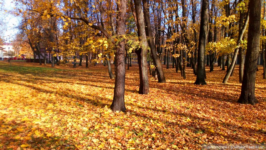 Элиза (Куколка Pullip (пуллип). Краски осени