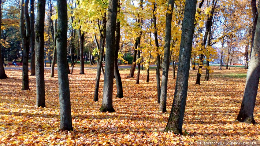 Элиза (Куколка Pullip (пуллип). Краски осени