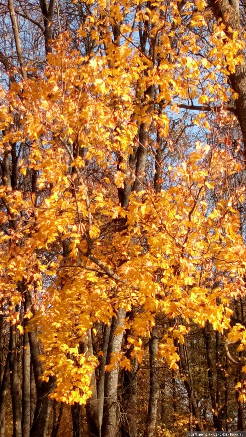 Элиза (Куколка Pullip (пуллип). Краски осени