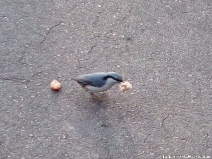 Элиза (Куколка Pullip (пуллип). Краски осени