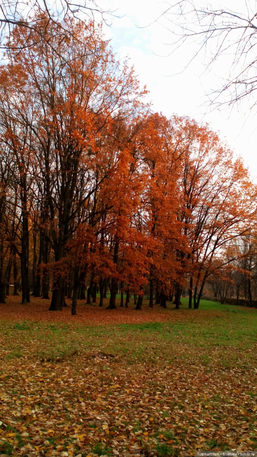 Элиза (Куколка Pullip (пуллип). Краски осени