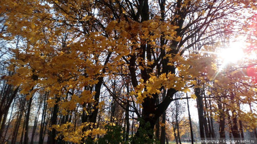 Элиза (Куколка Pullip (пуллип). Краски осени (фото 4)