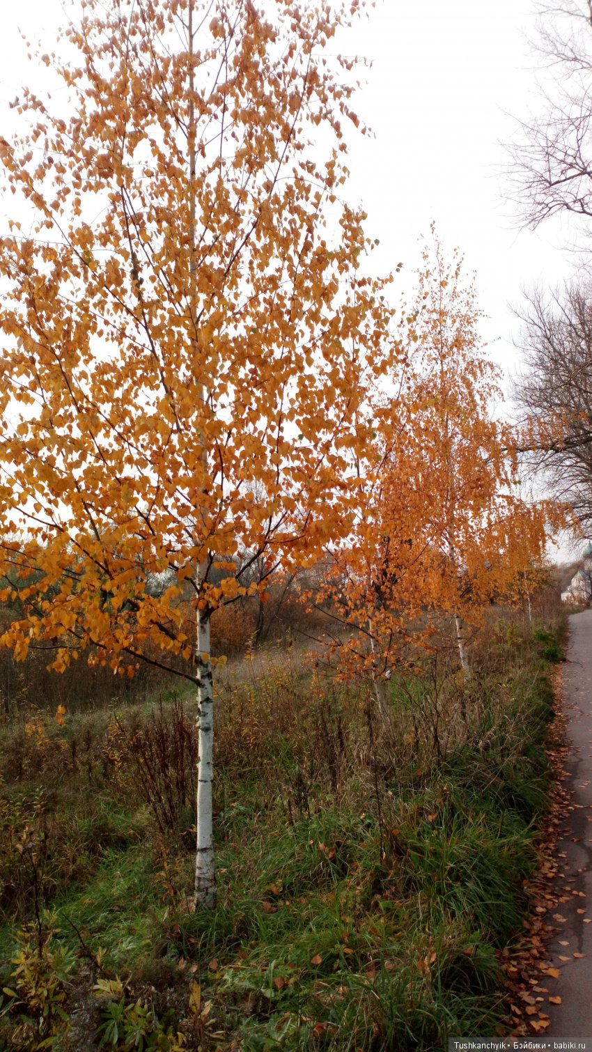 Элиза (Куколка Pullip (пуллип). Краски осени