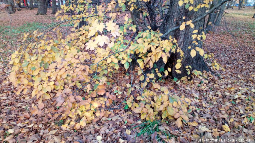 Элиза (Куколка Pullip (пуллип). Краски осени