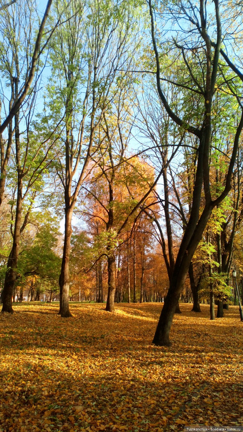 Элиза (Куколка Pullip (пуллип). Краски осени (фото 6)