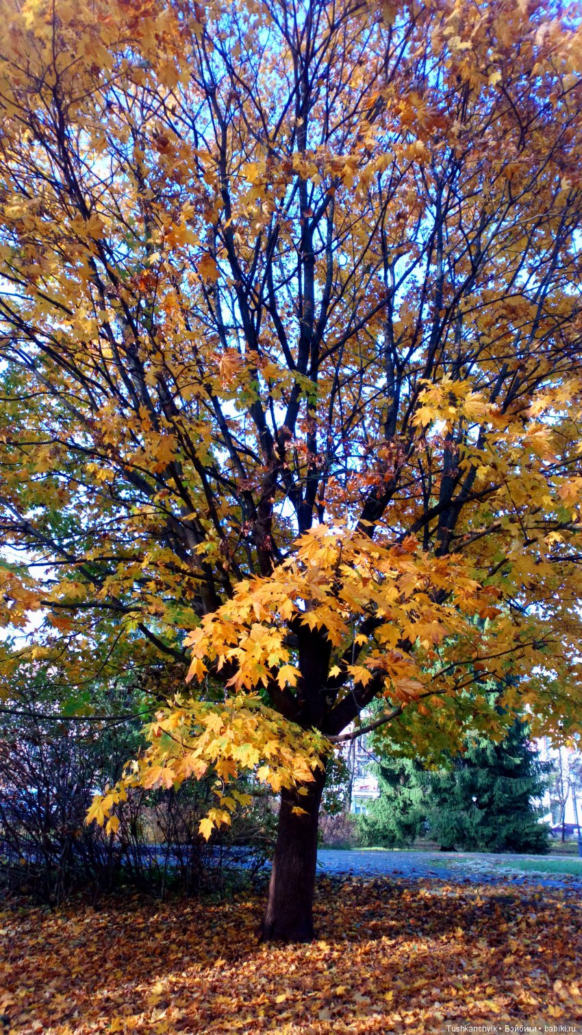 Элиза (Куколка Pullip (пуллип). Краски осени