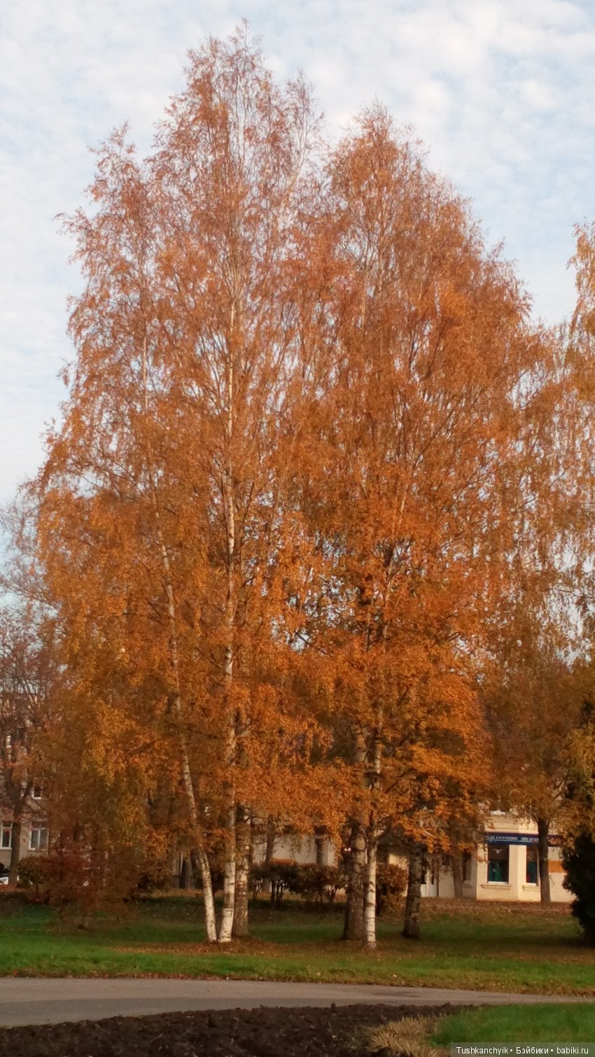 Элиза (Куколка Pullip (пуллип). Краски осени