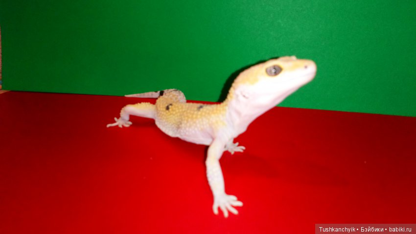 Каролинка. Жизнь без Марика. Развлекалочки (фото 10)