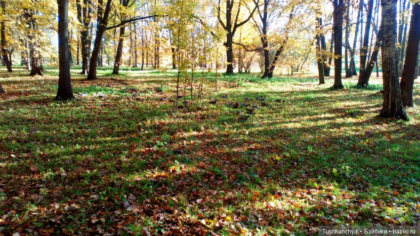 Каролинка. Жизнь без Марика. Осенний букет | Бэйбики Каролинка. Жизнь без Марика. Осенний букет (фото 9)