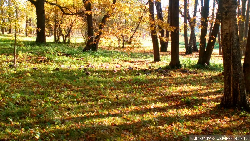 Каролинка. Жизнь без Марика. Осенний букет | Бэйбики Каролинка. Жизнь без Марика. Осенний букет (фото 8)