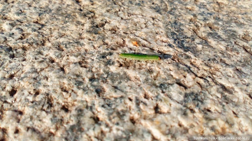 Каролинка. Жизнь без Марика. Осенний букет | Бэйбики Каролинка. Жизнь без Марика. Осенний букет