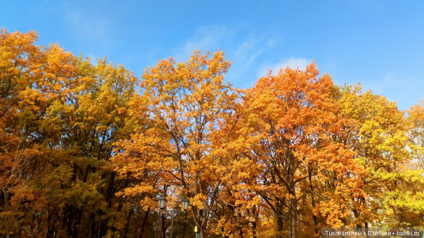 Каролинка. Жизнь без Марика. Осенний букет | Бэйбики Каролинка. Жизнь без Марика. Осенний букет (фото 3)