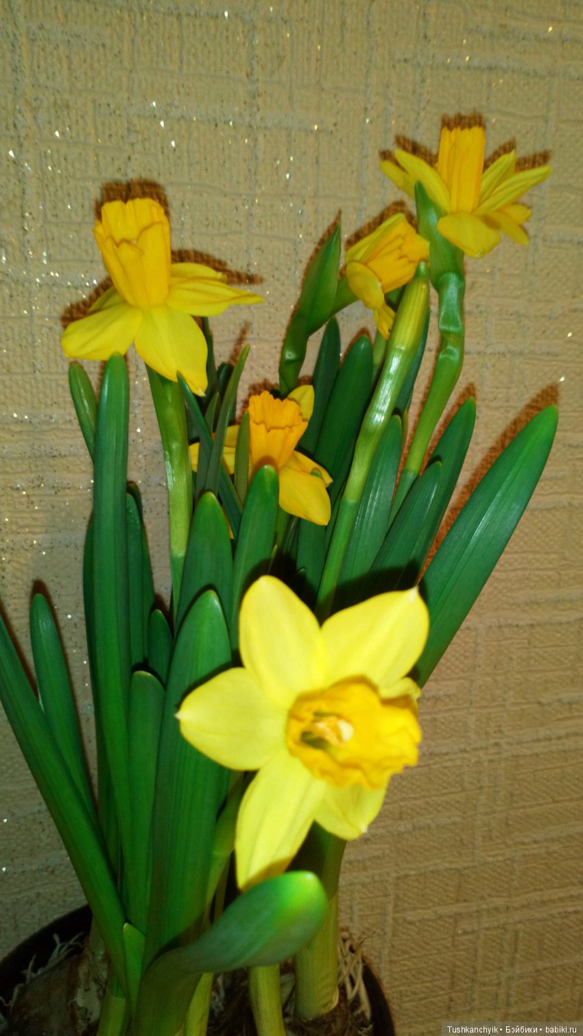 Каролинка и Марик. Опоздавшие на Праздник