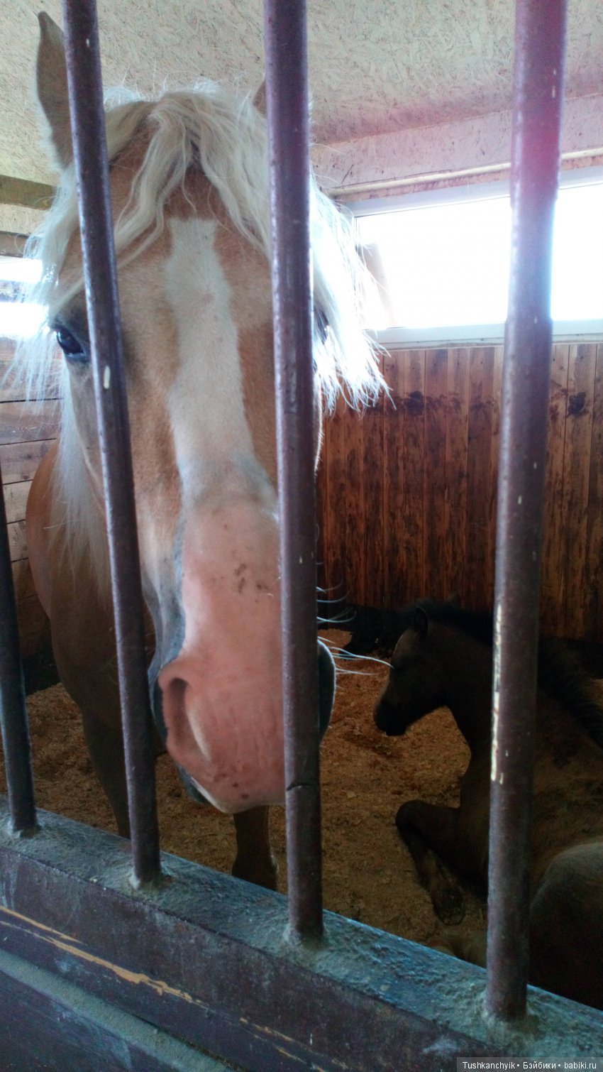 Каролинка и Марик. В гости к лошадкам | Бэйбики Каролинка и Марик. В гости к лошадкам