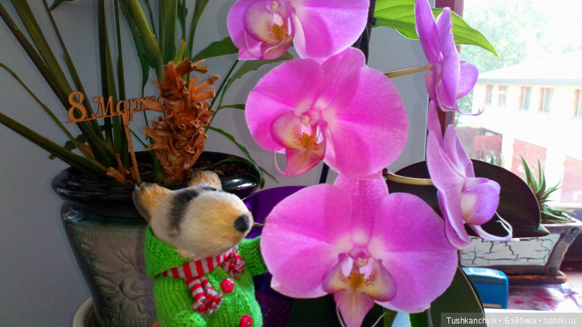 Домино и Томас. На работе (фото 5)