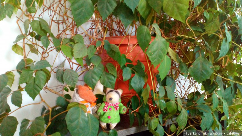 Домино и Томас. На работе (фото 6)