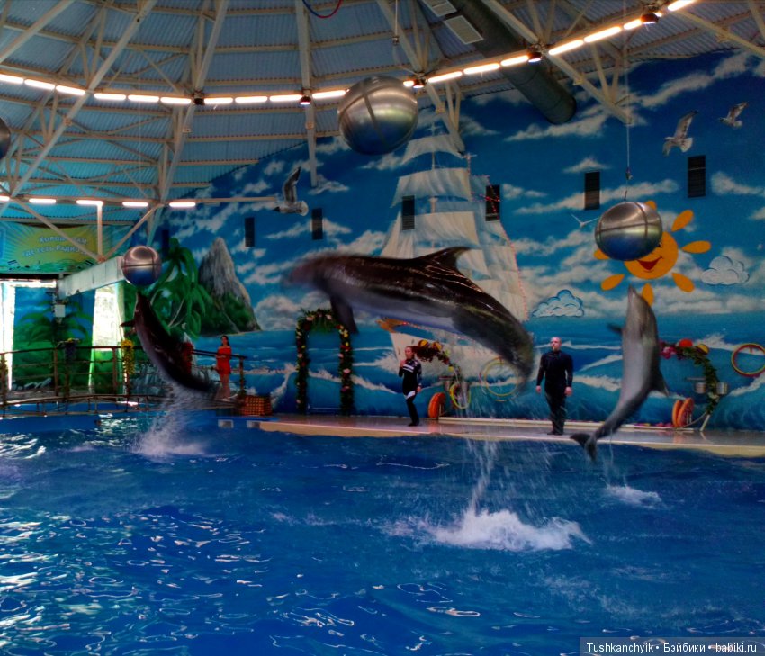 Каролинка и Марик. Малыши в НиНо. Ч. 17. Дельфины - не рыбы