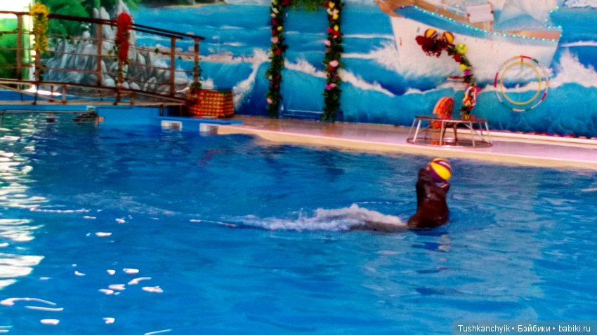 Каролинка и Марик. Малыши в НиНо. Ч. 17. Дельфины - не рыбы (фото 10)