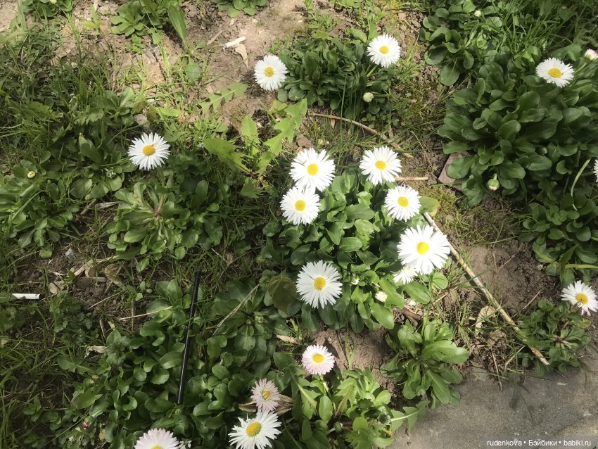 Я – у Віцебск той, якога ўжо няма (фото 9)