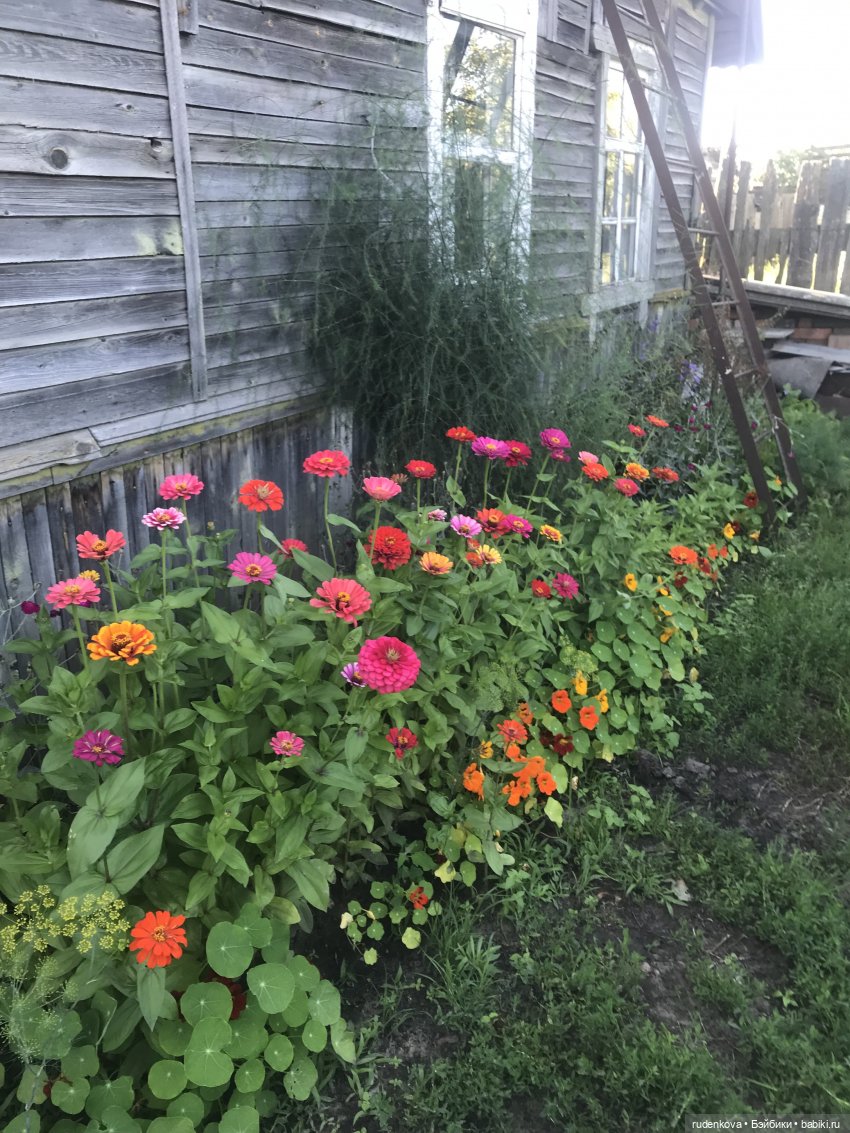 Лебедушка - Привет из прошлого