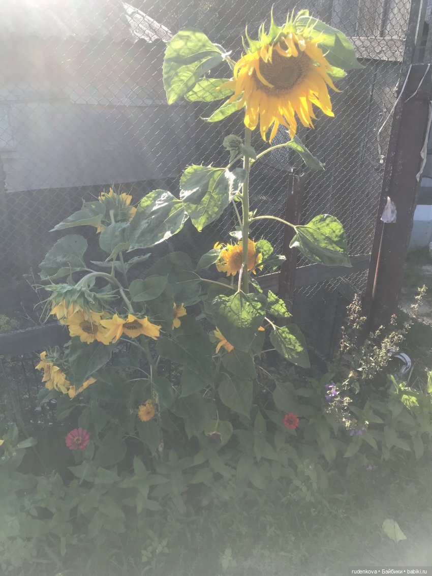 Лебедушка - Привет из прошлого