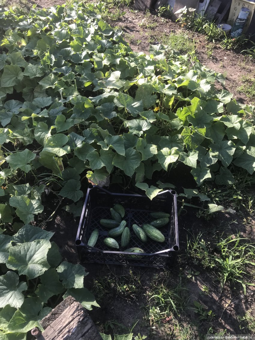 Лебедушка - Привет из прошлого