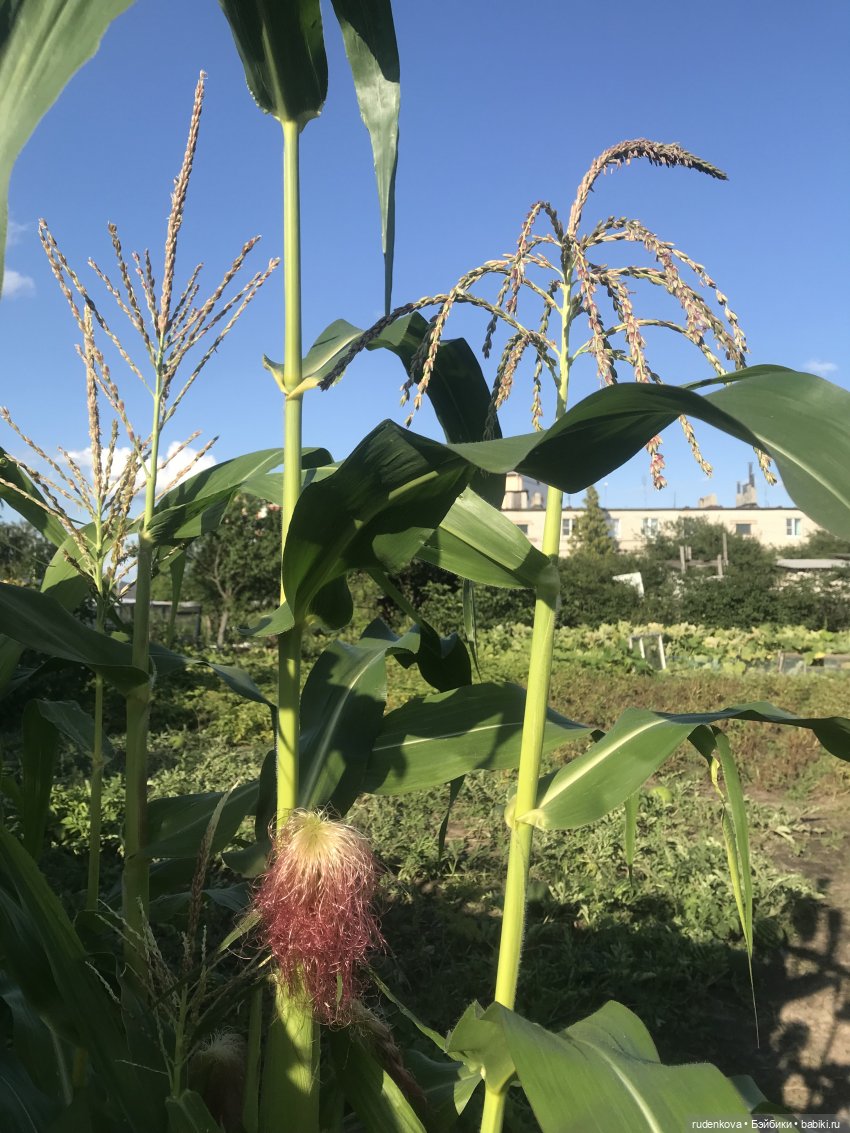 Лебедушка - Привет из прошлого