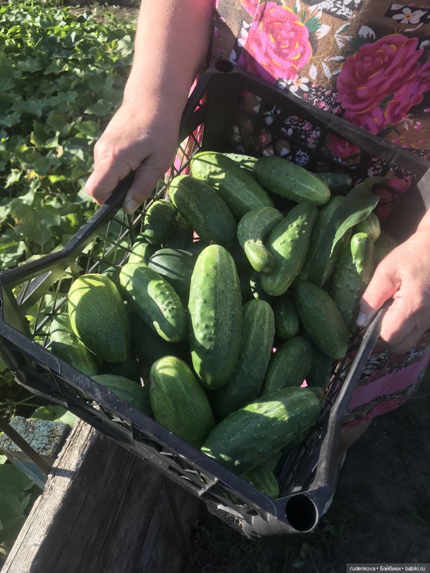 Лебедушка - Привет из прошлого