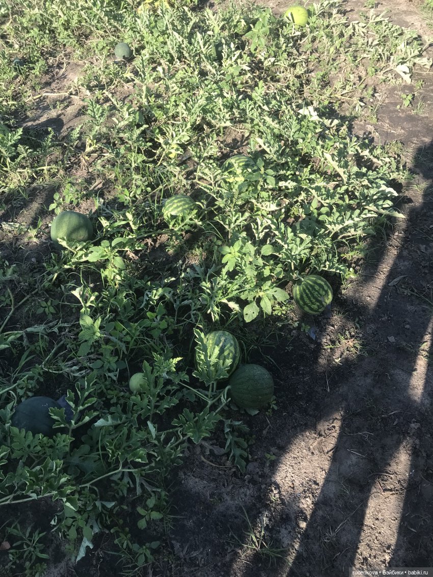 Лебедушка - Привет из прошлого