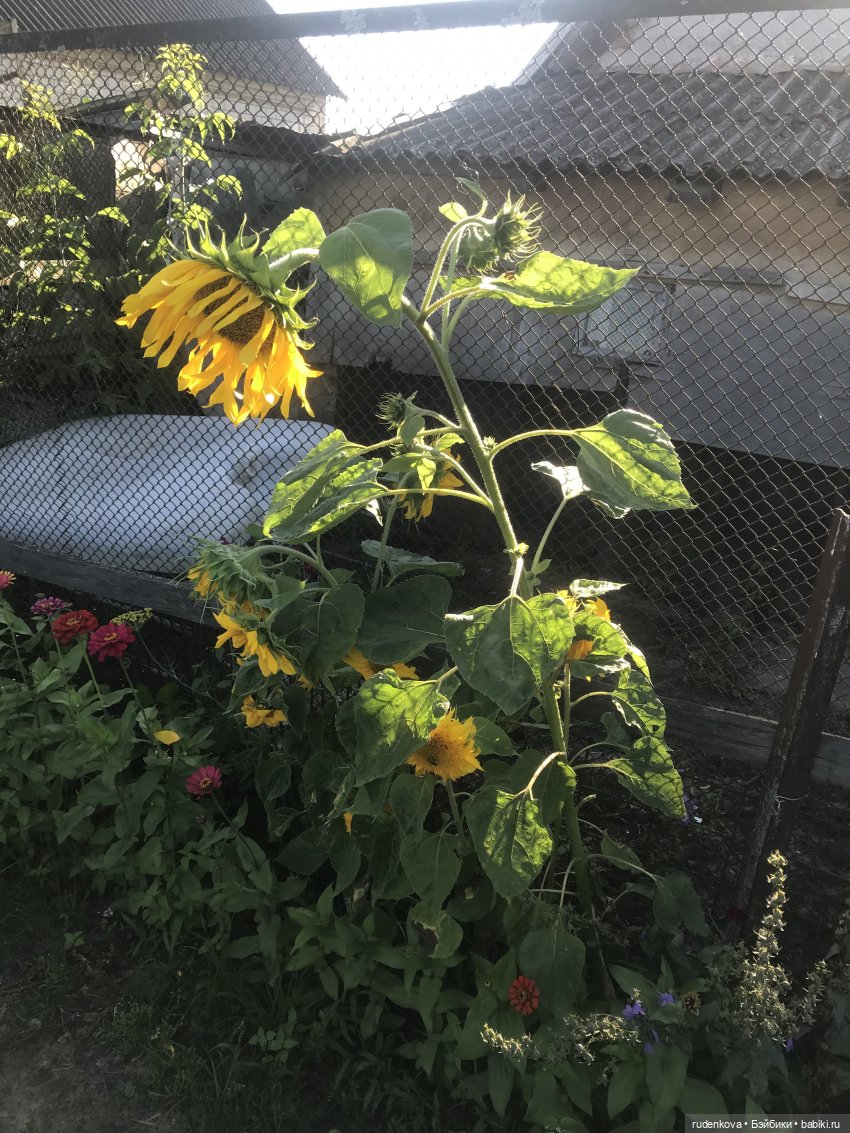 Лебедушка - Привет из прошлого